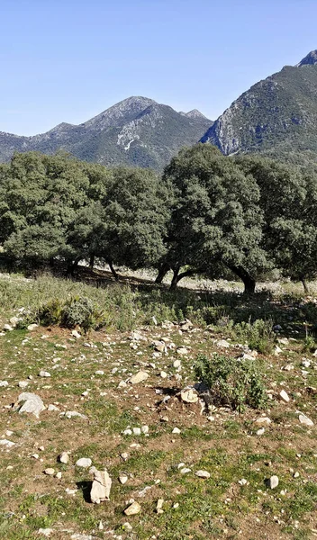 Trees Forest Natural Reservoir Cadiz Province — Stock Photo, Image