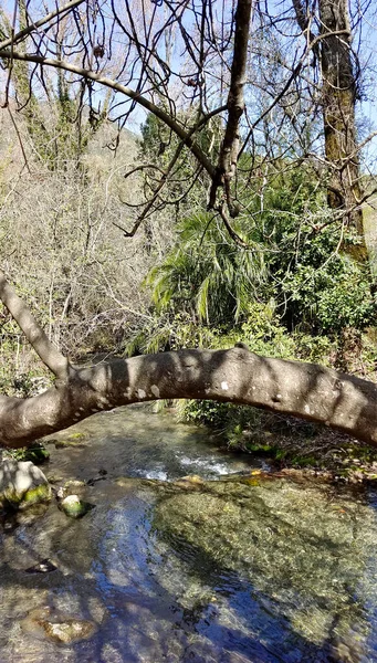 River Surrounded Trees Forest Cadiz Province — Stock Photo, Image