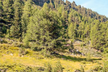 Güneşli bir günde Saint Luc Vadisi'nde İsviçre Alpleri dağlarında.