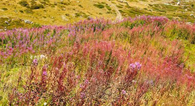 Güneşli bir günde Saint Luc Vadisi'nde İsviçre Alpleri dağlarında.