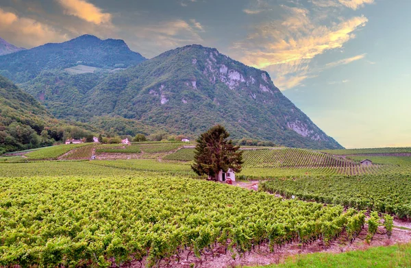 İsviçre 'nin Bern şehrinin dışındaki üzüm bağları bulutlu bir günde.