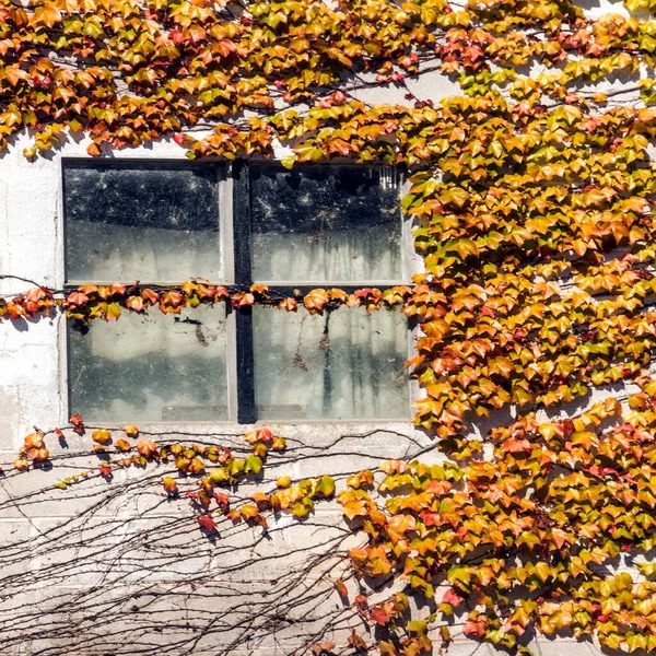 Yaprakları Bir Cephe Evin Penceresiyle — Stok fotoğraf