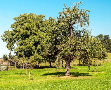 Güneşli bir günde Avrupa Alpleri vadisindeki ağaçlar