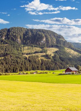 Güneşli bir günde Avrupa Alpleri vadisindeki ağaçlar