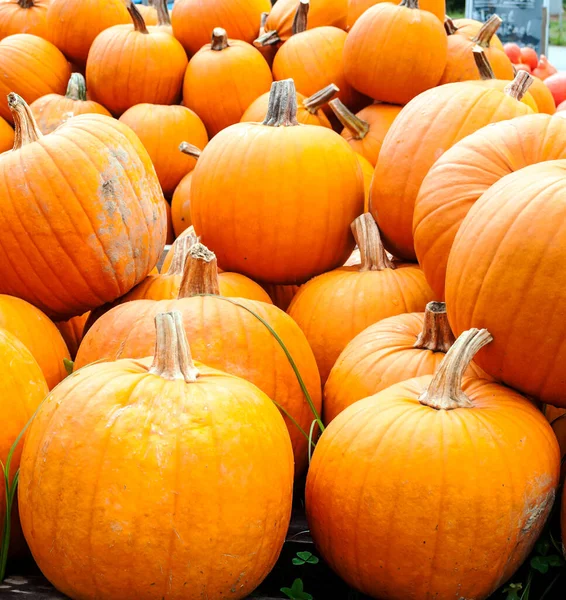 Pumpkins Next Each Other Forming Background Stock Photo