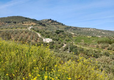 Baharda, İspanya 'nın Granada eyaletinde çiçekli zeytin ağaçları