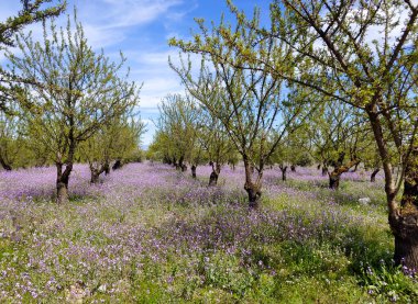 İlkbaharda İspanya 'nın Granada eyaletinin çayırlarında çiçekler