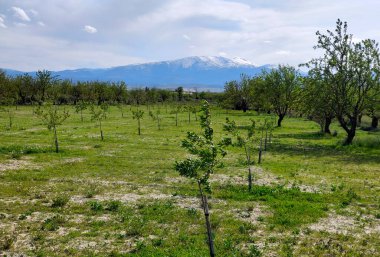 İlkbaharda İspanya 'nın Granada eyaletinin çayırlarında çiçekler