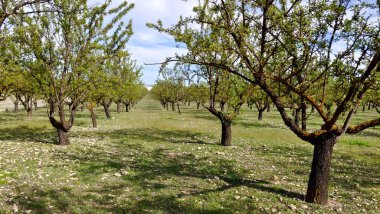 İlkbaharda İspanya 'nın Granada eyaletinin çayırlarında çiçekler