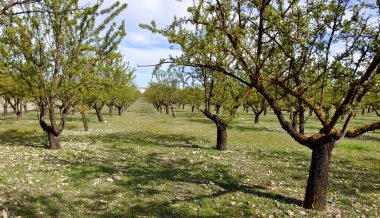 İlkbaharda İspanya 'nın Granada eyaletinin çayırlarında çiçekler