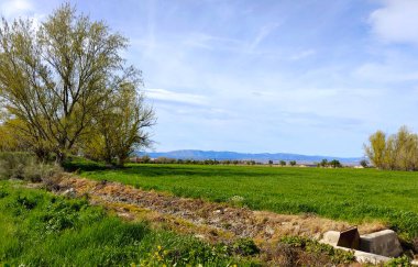 İlkbaharda İspanya 'nın Granada eyaletinin çayırlarında çiçekler