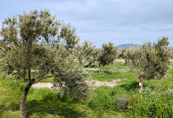 Flowers Meadows Granada Province Spain Springtime — 스톡 사진