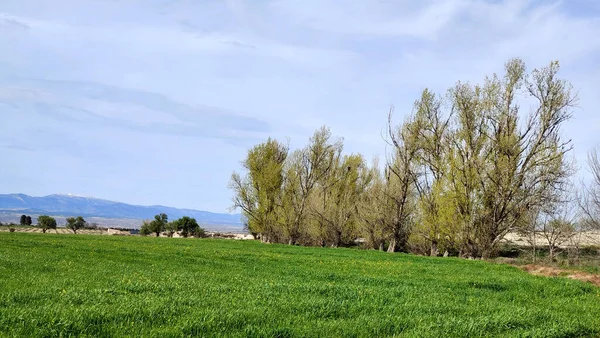 Flowers Meadows Granada Province Spain Springtime — Stock Photo, Image