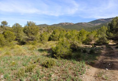 İspanya 'nın güneyindeki Granada eyaletinde orman manzarası