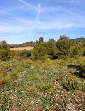 İspanya 'nın güneyindeki Granada eyaletinde orman manzarası
