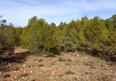 İspanya 'nın güneyindeki Granada eyaletinde orman manzarası