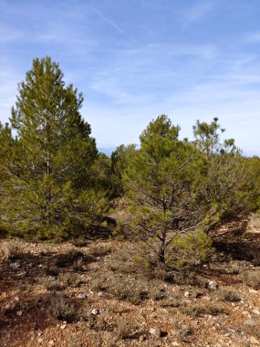 İspanya 'nın güneyindeki Granada eyaletinde orman manzarası