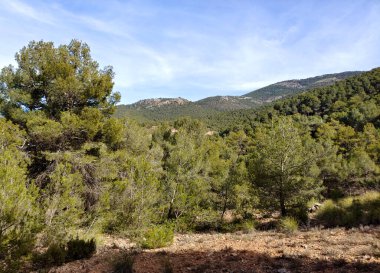 İspanya 'nın güneyindeki Granada eyaletinde orman manzarası