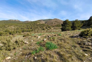 İspanya 'nın güneyindeki Granada eyaletinde orman manzarası