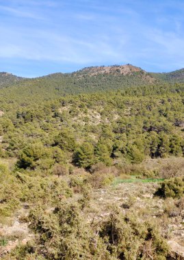 İspanya 'nın güneyindeki Granada eyaletinde orman manzarası