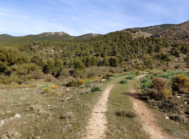 İspanya 'nın güneyindeki Granada eyaletinde orman manzarası