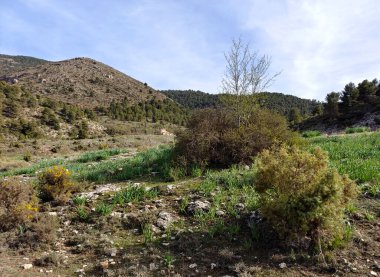 İspanya 'nın güneyindeki Granada eyaletinde orman manzarası