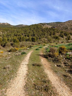 İspanya 'nın güneyindeki Granada eyaletinde orman manzarası