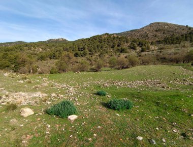 İspanya 'nın güneyindeki Granada eyaletinde orman manzarası