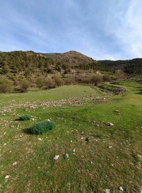 İspanya 'nın güneyindeki Granada eyaletinde orman manzarası