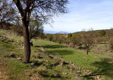 İspanya 'nın güneyindeki Granada eyaletinde orman manzarası