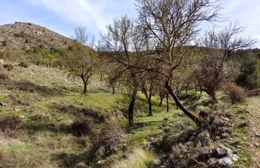 İspanya 'nın güneyindeki Granada eyaletinde orman manzarası