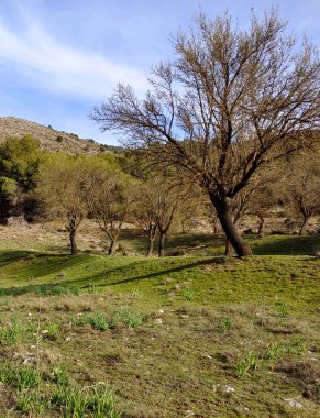İspanya 'nın güneyindeki Granada eyaletinde orman manzarası