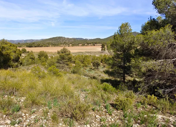 Lesní Krajina Jihu Španělska Provincii Granada Granadě — Stock fotografie