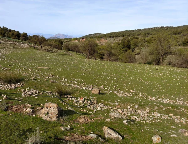 Paisagem Florestal Sul Espanha Província Granada Granada — Fotografia de Stock