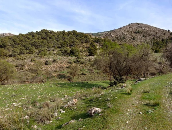 Forest Landscape South Spain Province Granada Granada — Stock Photo, Image