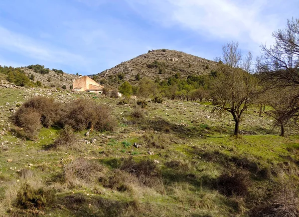 İspanya 'nın güneyindeki Granada eyaletinde orman manzarası
