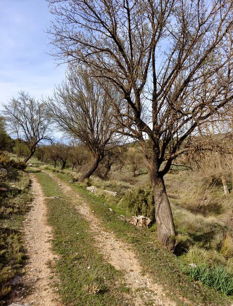 Waldlandschaft Süden Spaniens Der Provinz Granada Granada — Stockfoto