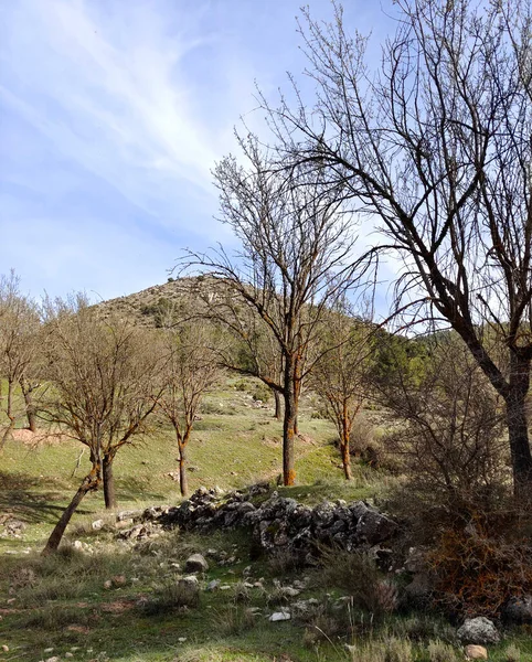 Δασικό Τοπίο Στη Νότια Ισπανία Στην Επαρχία Της Γρανάδας Στη — Φωτογραφία Αρχείου