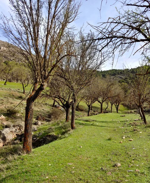 Skogslandskap Södra Spanien Provinsen Granada Granada — Stockfoto