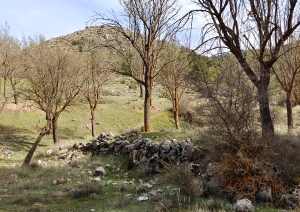 Лесной Пейзаж Юге Испании Провинции Гранада Гранаде — стоковое фото