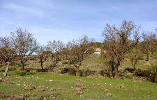 Paisaje Forestal Sur España Provincia Granada Granada —  Fotos de Stock