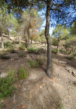 İlkbaharda İspanya 'nın güneyindeki Granada eyaletinde orman manzarası
