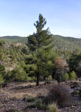 İlkbaharda İspanya 'nın güneyindeki Granada eyaletinde orman manzarası