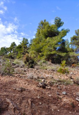 İlkbaharda İspanya 'nın güneyindeki Granada eyaletinde orman manzarası