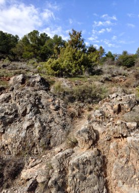 İlkbaharda İspanya 'nın güneyindeki Granada eyaletinde orman manzarası