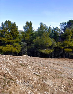İlkbaharda İspanya 'nın güneyindeki Granada eyaletinde orman manzarası