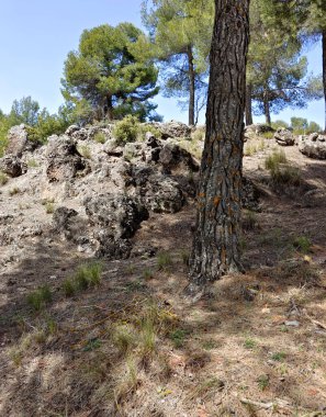 İlkbaharda İspanya 'nın güneyindeki Granada eyaletinde orman manzarası