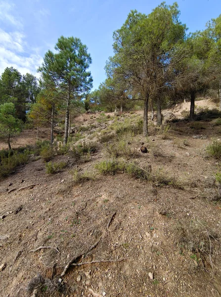 Lesní Krajina Jihu Španělska Provincii Granada Jaře — Stock fotografie