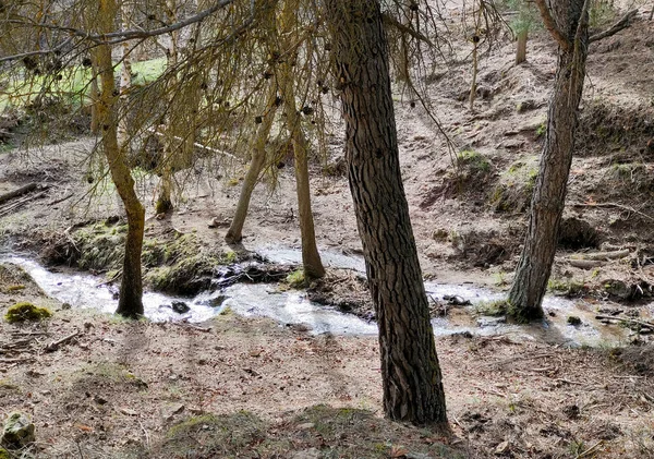 Δασικό Τοπίο Στη Νότια Ισπανία Στην Επαρχία Της Γρανάδας Την — Φωτογραφία Αρχείου