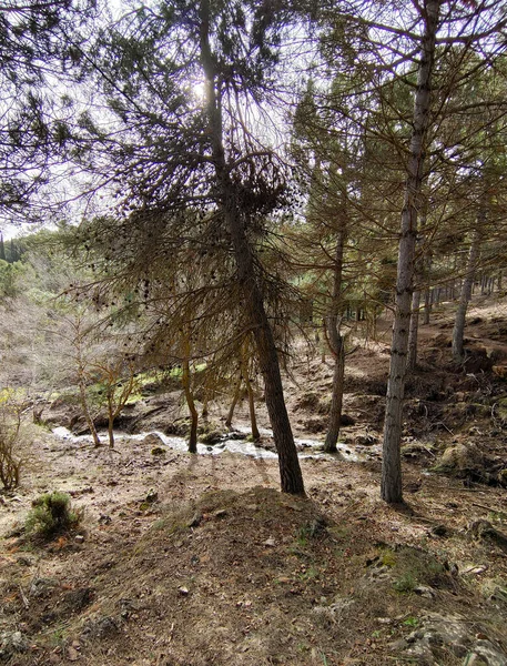 Forest Landscape South Spain Province Granada Springtime — Stock Photo, Image